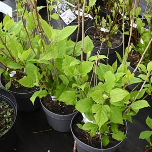 Hydrangea arborescens 'Strong Annabelle'®_2023_Keř_20/40_15.květen