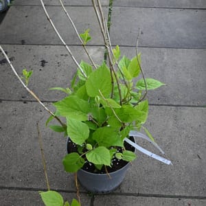 Hydrangea arborescens 'Strong Annabelle'®_2023_Keř_20/40_15.květen