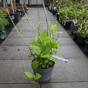 Hydrangea arborescens 'Strong Annabelle'®_2023_Keř_20/40_15.květen