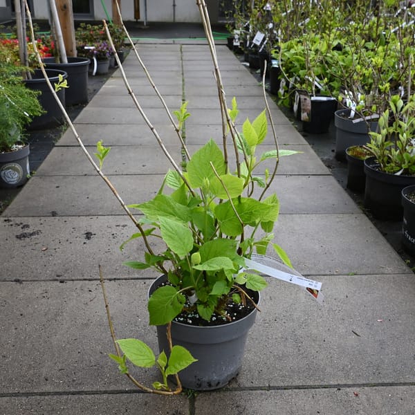 Hydrangea arborescens 'Strong Annabelle'®_2023_Keř_20/40_15.květen