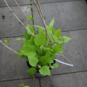 Hydrangea arborescens 'Strong Annabelle'®_2023_Keř_20/40_15.květen