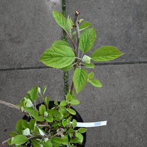 Hydrangea arborescens 'White Dome'_2022_Keř_20/40_15.květen