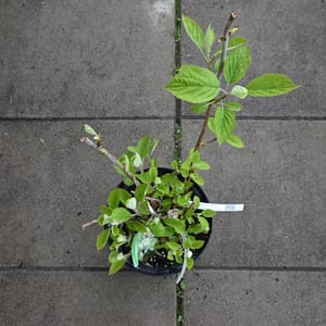 Hydrangea arborescens 'White Dome'_2022_Keř_20/40_15.květen