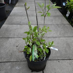 Hydrangea arborescens 'White Dome'_2022_Keř_20/40_16.květen