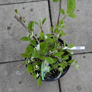 Hydrangea arborescens 'White Dome'_2022_Keř_20/40_16.květen