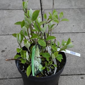 Hydrangea arborescens 'White Dome'_2022_Keř_20/40_16.květen