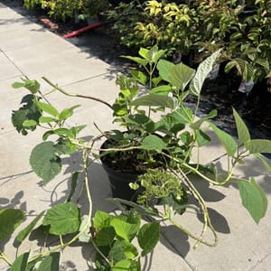 Hydrangea arborescens 'White Dome'_2022_Keř_20/40_21.srpen