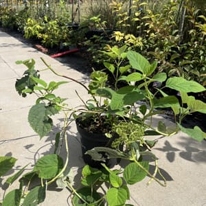 Hydrangea arborescens 'White Dome'_2022_Keř_20/40_21.srpen