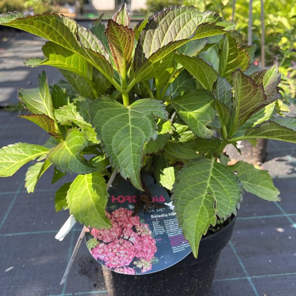 Hydrangea macrophylla 'Baladia Hot Pink'_2024_Keř_20/40_20.srpen
