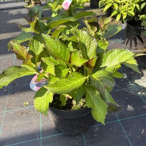 Hydrangea macrophylla 'Baladia Hot Pink'_2024_Keř_20/40_20.srpen