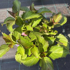 Hydrangea macrophylla 'Baladia Hot Pink'_2024_Keř_20/40_20.srpen