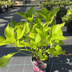 Hydrangea macrophylla 'Princess Diana'_2024_Keř_20/40_20.srpen