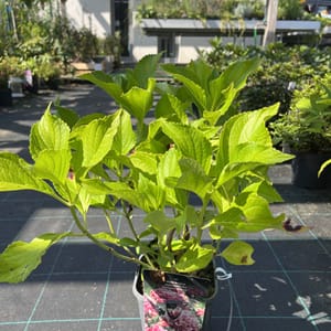Hydrangea macrophylla 'Princess Diana'_2024_Keř_20/40_20.srpen