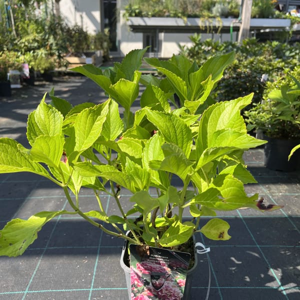 Hydrangea macrophylla 'Princess Diana'_2024_Keř_20/40_20.srpen