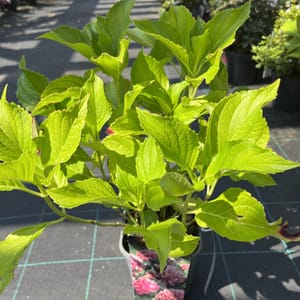 Hydrangea macrophylla 'Princess Diana'_2024_Keř_20/40_20.srpen
