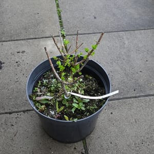 Hydrangea paniculata_2022_Keř_10/20_15.květen