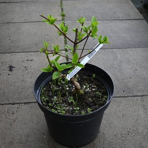 Hydrangea paniculata_2022_Keř_10/20_15.květen