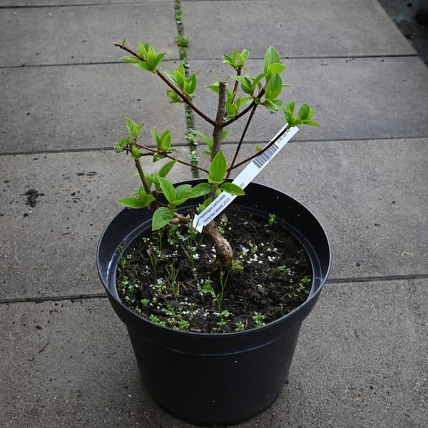 Hydrangea paniculata_2022_Keř_10/20_15.květen