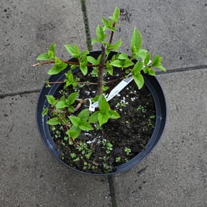 Hydrangea paniculata_2022_Keř_10/20_15.květen