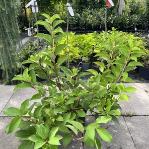 Hydrangea paniculata 'Dharuma'_2024_Keř_20/40_21.srpen