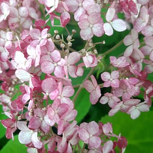 Hydrangea paniculata 'Diamant Rouge'_2025_Keř_20/40_16.červenec