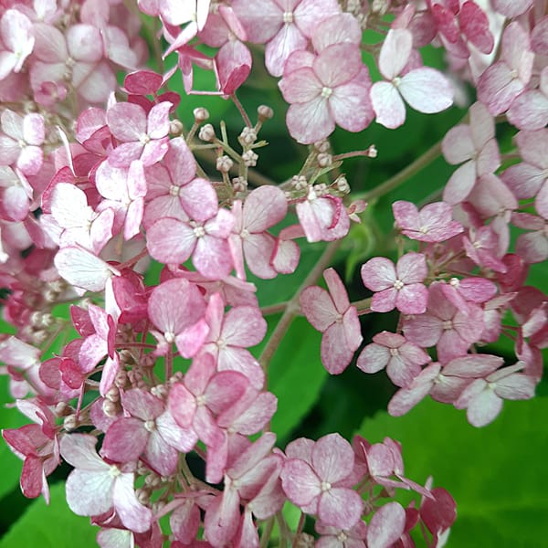 Hydrangea paniculata 'Diamant Rouge'_2025_Keř_20/40_16.červenec