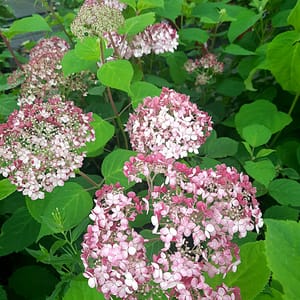 Hydrangea paniculata 'Diamant Rouge'_2025_Keř_20/40_16.červenec