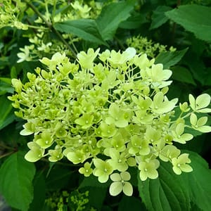 Hydrangea paniculata 'Fraise Melba'_2025_Keř_20/40_16.červenec