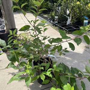 Hydrangea paniculata 'Grandiflora'_2023_Keř_40/60_21.srpen