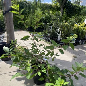 Hydrangea paniculata 'Grandiflora'_2023_Keř_40/60_21.srpen