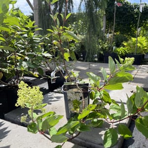 Hydrangea paniculata 'Grandiflora'_2024_Keř_40/60_21.srpen