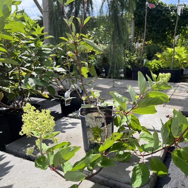 Hydrangea paniculata 'Grandiflora'_2024_Keř_40/60_21.srpen