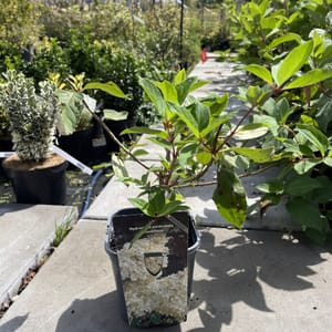 Hydrangea paniculata 'Grandiflora'_2024_Keř_40/60_21.srpen