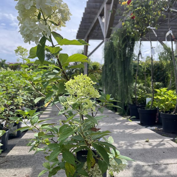 Hydrangea paniculata 'Hercules®'_2024_Keř_20/40_21.srpen