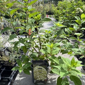 Hydrangea paniculata 'Limelight'_2024_Keř_20/40_21.srpen