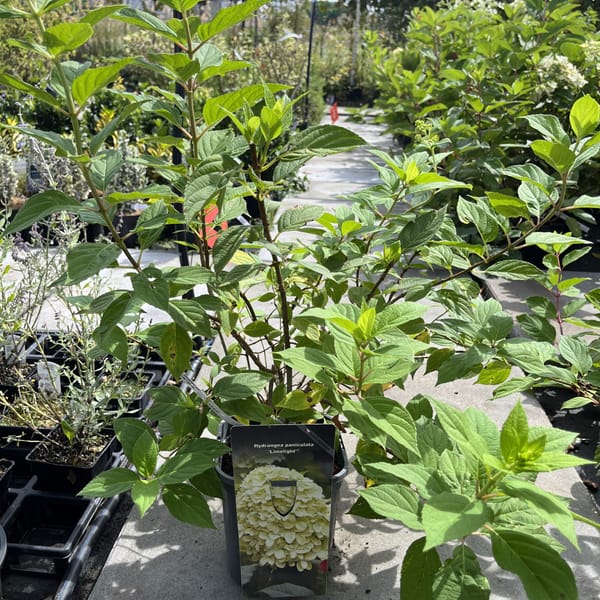 Hydrangea paniculata 'Limelight'_2024_Keř_20/40_21.srpen
