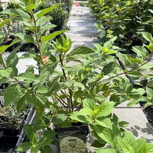 Hydrangea paniculata 'Limelight'_2024_Keř_20/40_21.srpen