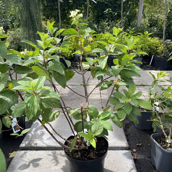 Hydrangea paniculata 'Mega Mindy'_2024_Keř_20/40_21.srpen