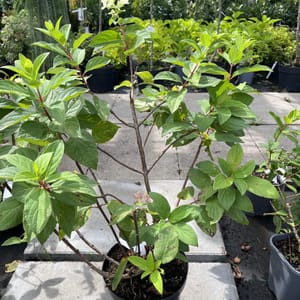 Hydrangea paniculata 'Mega Mindy'_2024_Keř_20/40_21.srpen