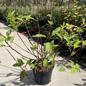 Hydrangea paniculata 'Pink Diamond'_2024_Keř_20/40_21.srpen