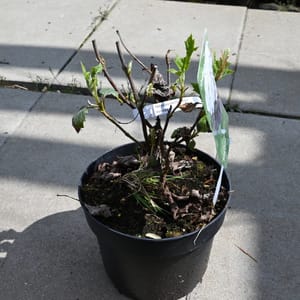 Hydrangea quercifolia 'Snow Queen'_2023_Keř_20/40_9.květen