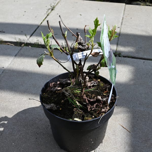 Hydrangea quercifolia 'Snow Queen'_2023_Keř_20/40_9.květen
