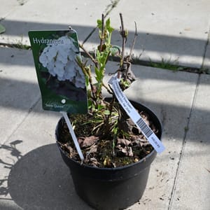 Hydrangea quercifolia 'Snow Queen'_2023_Keř_20/40_9.květen