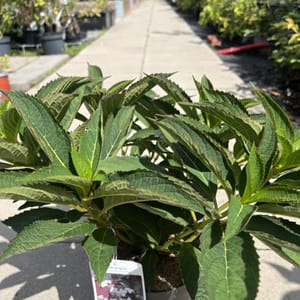 Hydrangea serrata var. koreana_2024_Keř_20/40_21.srpen