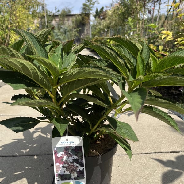 Hydrangea serrata var. koreana_2024_Keř_20/40_21.srpen