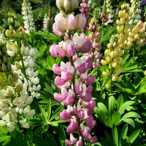 Lupinus polyphyllus 'Lupini Mix'_2025__K12_10.červenec