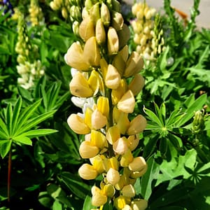 Lupinus polyphyllus 'Lupini Mix'_2025__K12_10.červenec