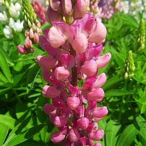 Lupinus polyphyllus 'Lupini Mix'_2025__K12_10.červenec