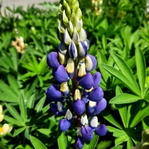 Lupinus polyphyllus 'Lupini Mix'_2025__K12_10.červenec
