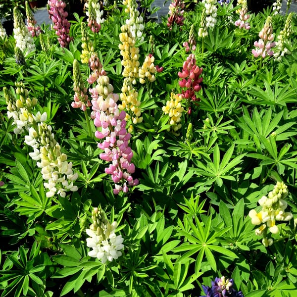 Lupinus polyphyllus 'Lupini Mix'_2025__K12_10.červenec